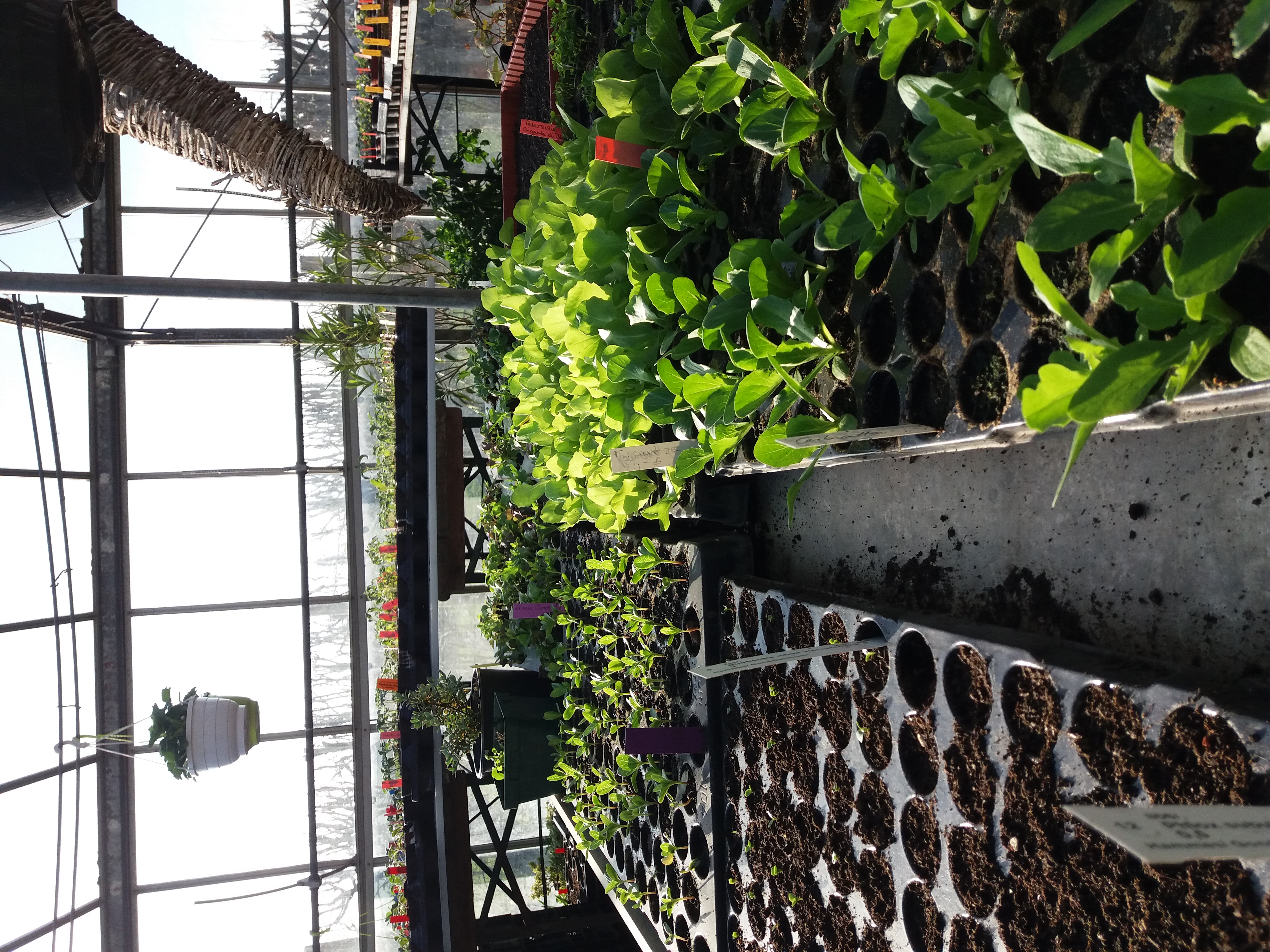 Gemuesesorten Gemuesesorten