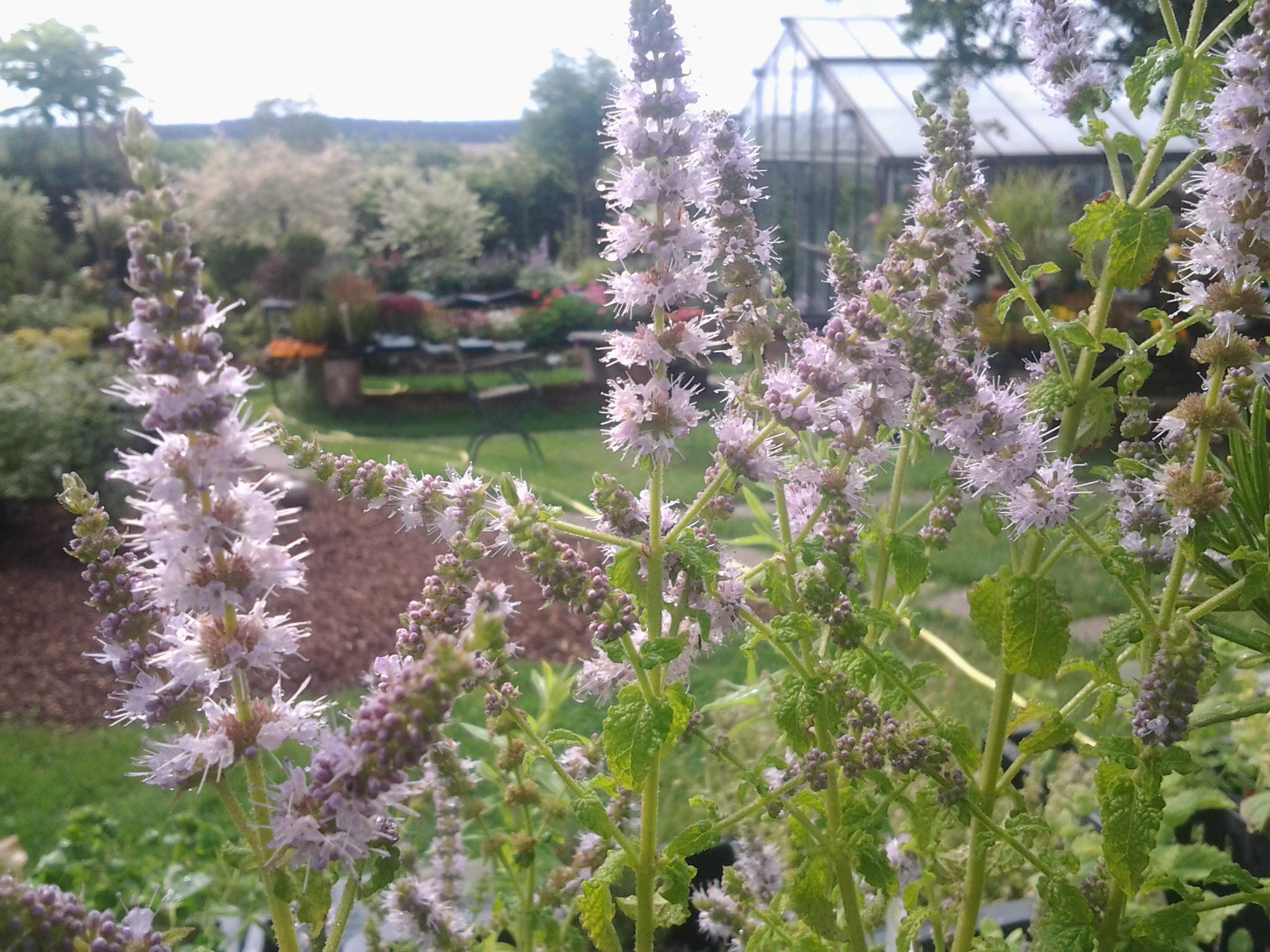 Heilkräuter und Gewürzkräuter Heilkräuter und Gewürzkräuter