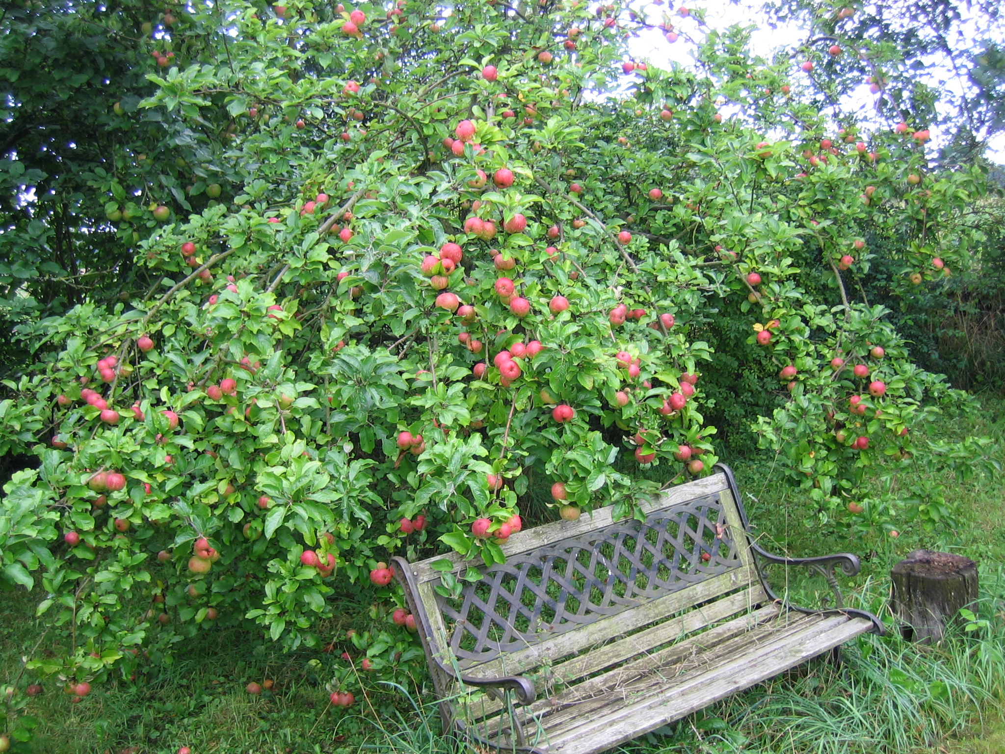 Alte-neue-Obstsorten Alte-neue-Obstsorten