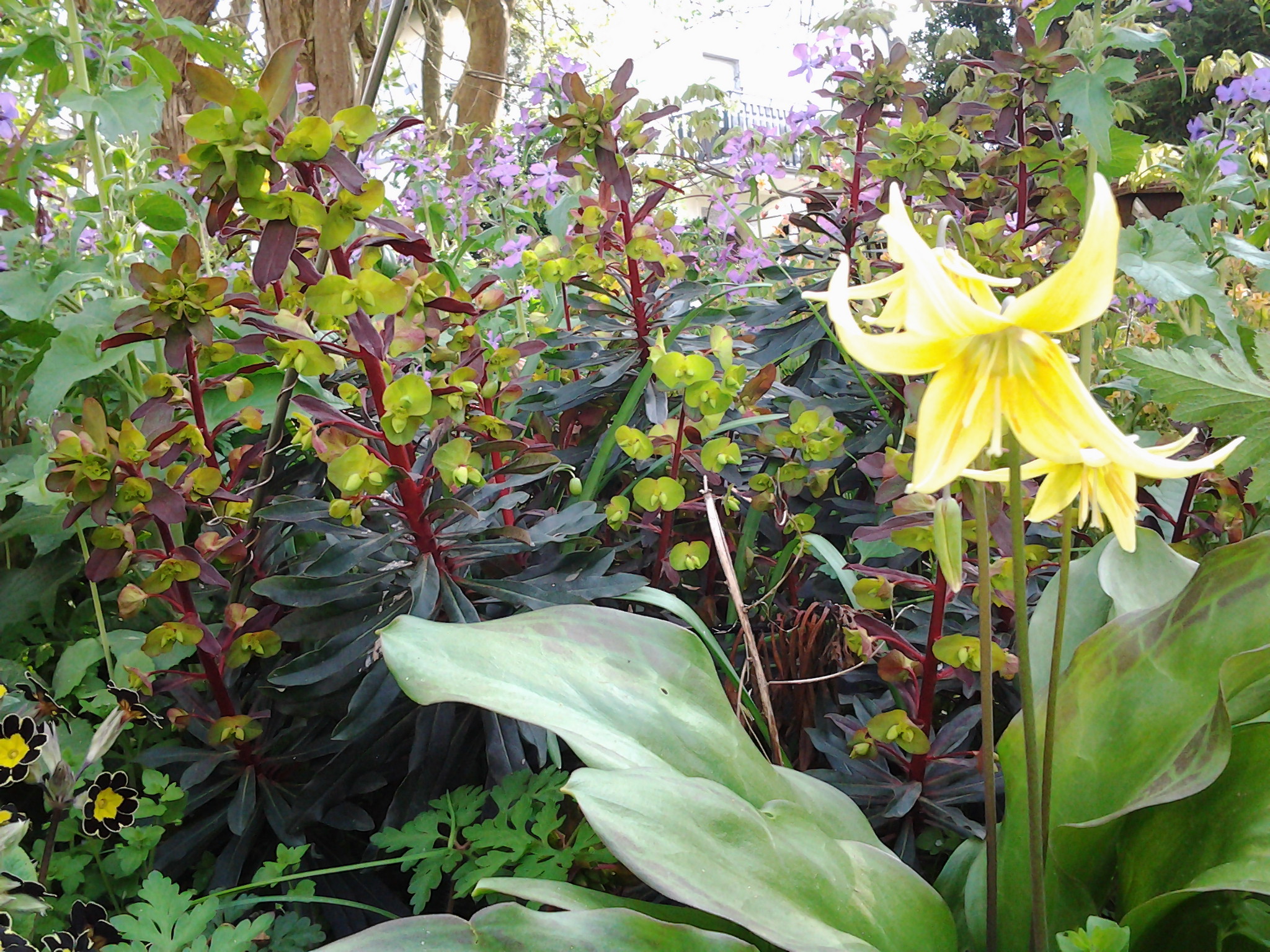 Stauden-Bodendecker Stauden-Bodendecker