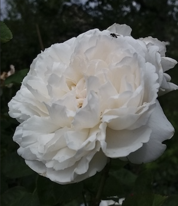 weiße-Rose weiße-Rose